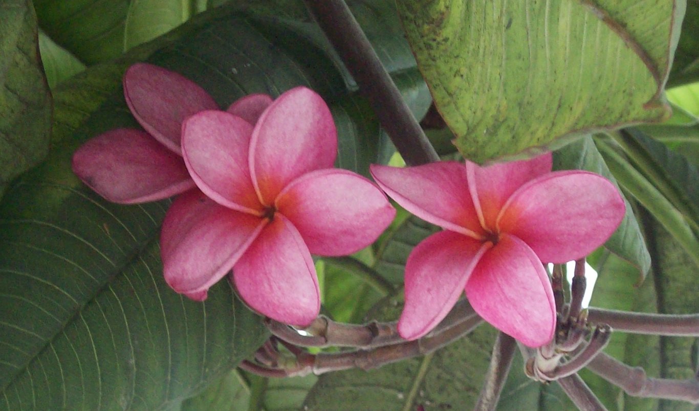 60_pink frangipani_USM_20100518_100_1526B_tobagojo@gmail.com_1366w_804h